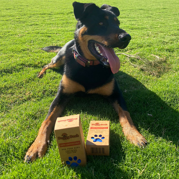 Dog Square Images